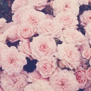 Meet your Posher, S.